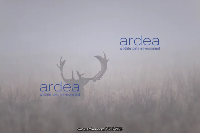 : Fallow Deer : Fallow Deer