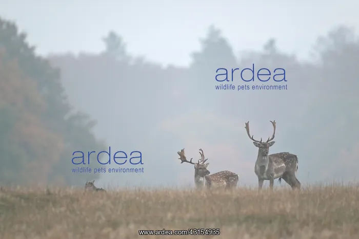  : Fallow Deer