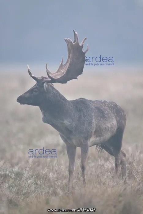 : Fallow Deer : Fallow Deer