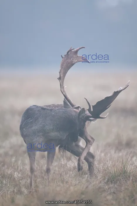 : Fallow Deer : Fallow Deer
