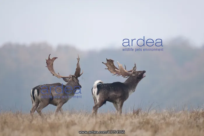 : Fallow Deer : Fallow Deer