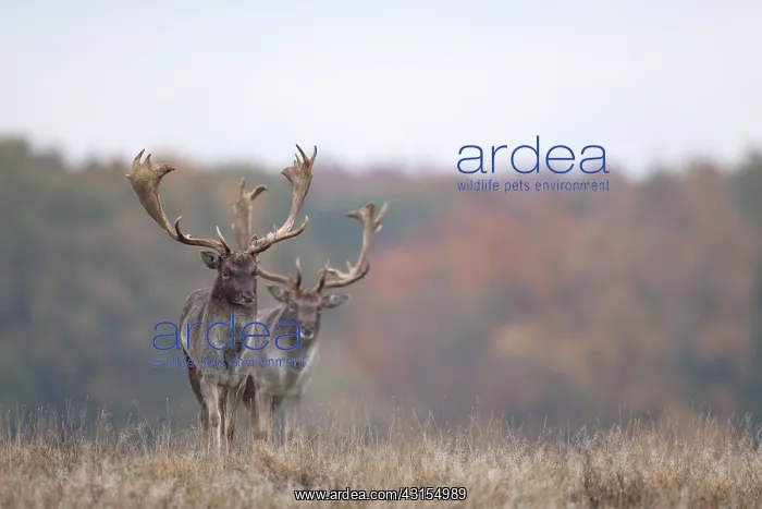 : Fallow Deer : Fallow Deer