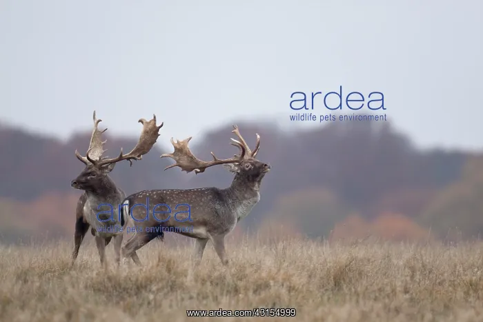  : Fallow Deer