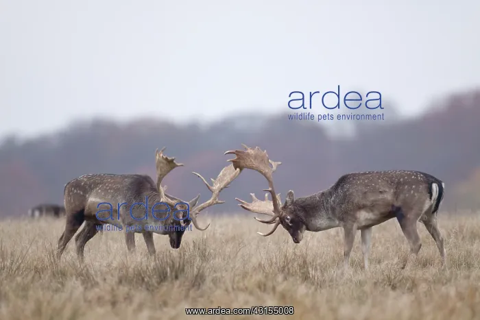 : Fallow Deer : Fallow Deer