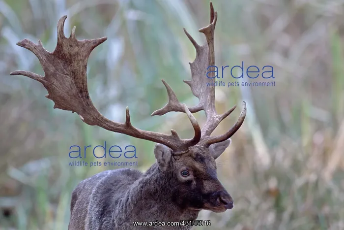  : Fallow Deer