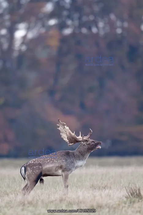 : Fallow Deer : Fallow Deer