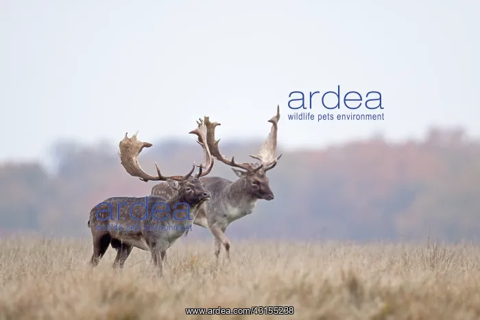 : Fallow Deer : Fallow Deer