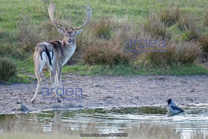  : Fallow Deer