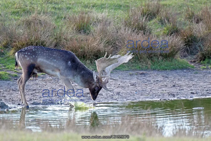 : Fallow Deer : Fallow Deer