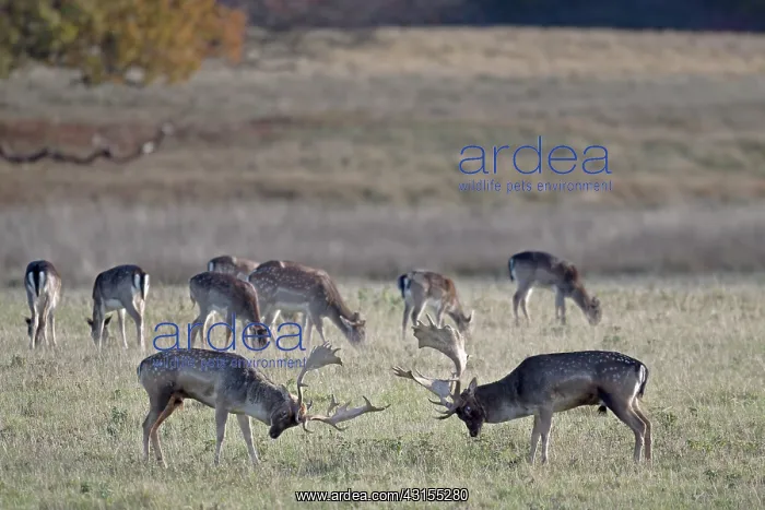 : Fallow Deer : Fallow Deer