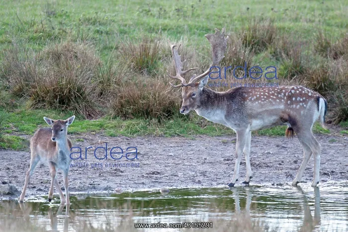 : Fallow Deer : Fallow Deer