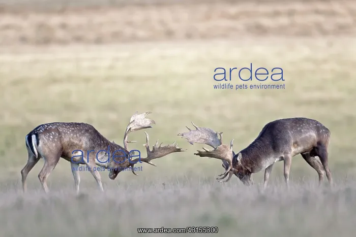 : Fallow Deer : Fallow Deer