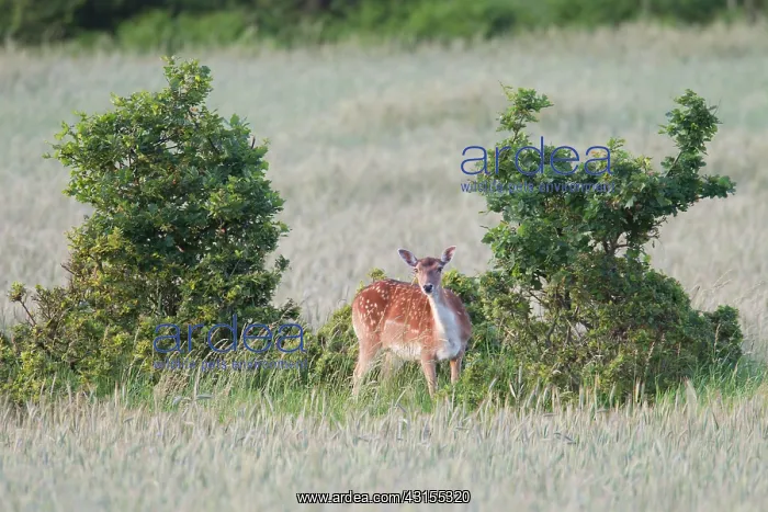 : Fallow Deer : Fallow Deer