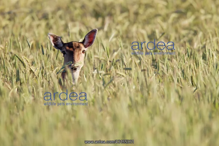 : Fallow Deer : Fallow Deer