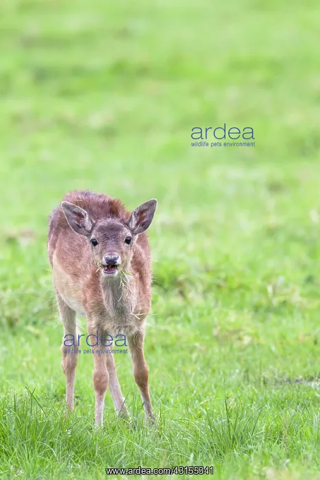 : Fallow Deer : Fallow Deer