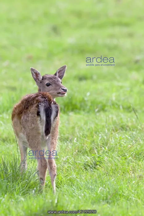 : Fallow Deer : Fallow Deer