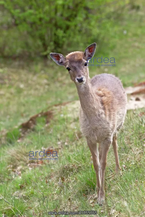 : Fallow Deer : Fallow Deer