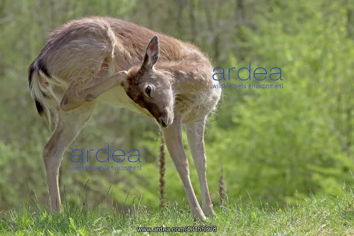 : Fallow Deer : Fallow Deer