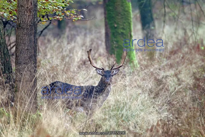 : Fallow Deer : Fallow Deer