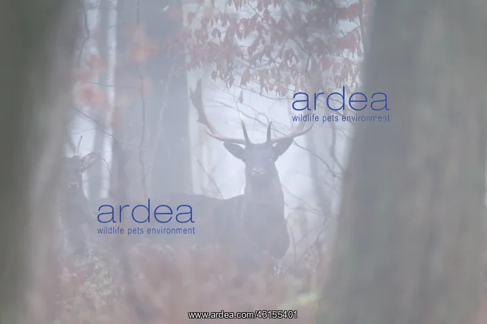 : Fallow Deer : Fallow Deer