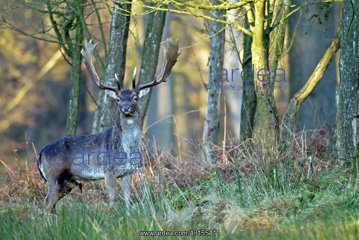 : Fallow Deer : Fallow Deer