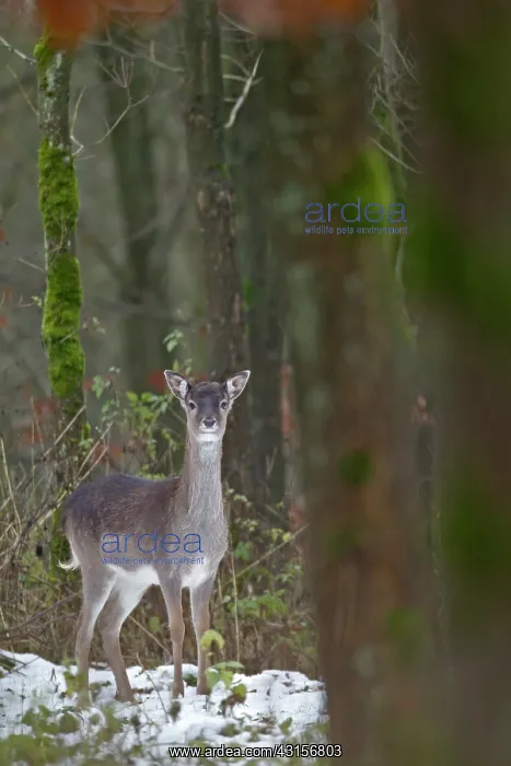 : Fallow Deer : Fallow Deer