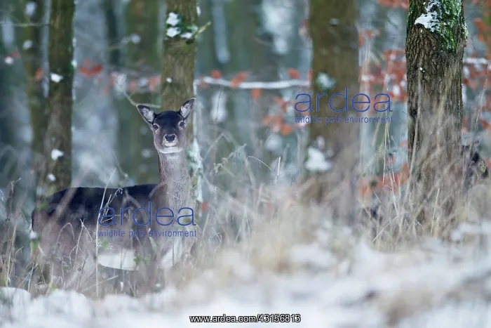 : Fallow Deer : Fallow Deer