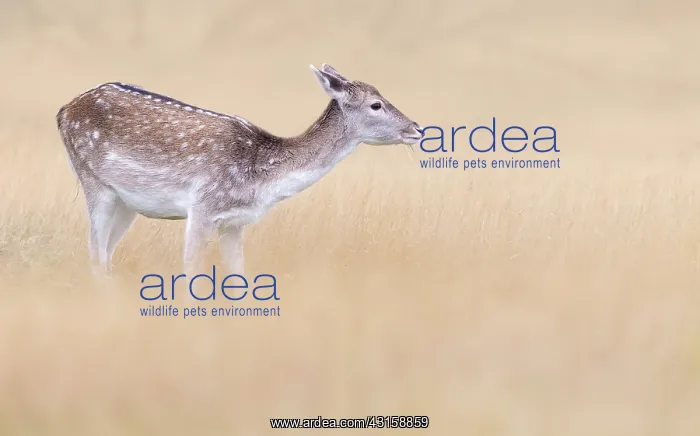: Fallow Deer : Fallow Deer