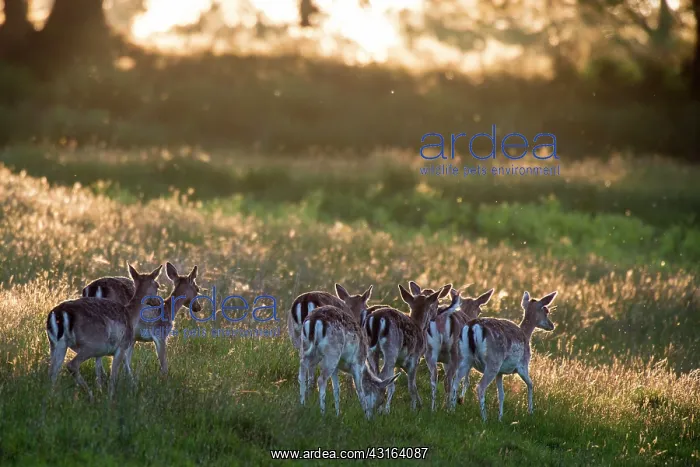 : Fallow Deer : Fallow Deer