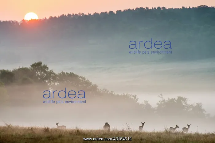 : Fallow Deer : Fallow Deer