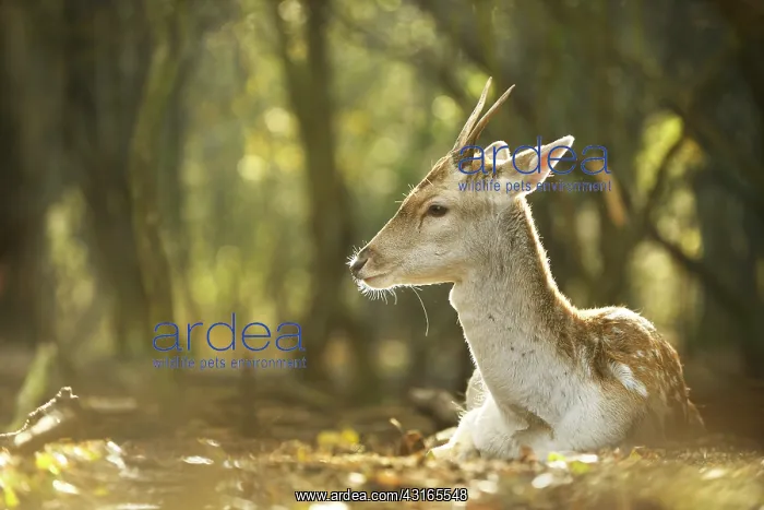 : Fallow Deer : Fallow Deer