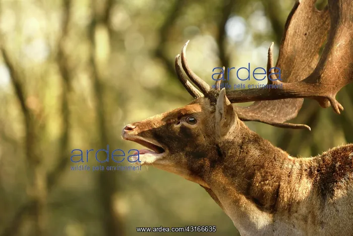 : Fallow Deer : Fallow Deer