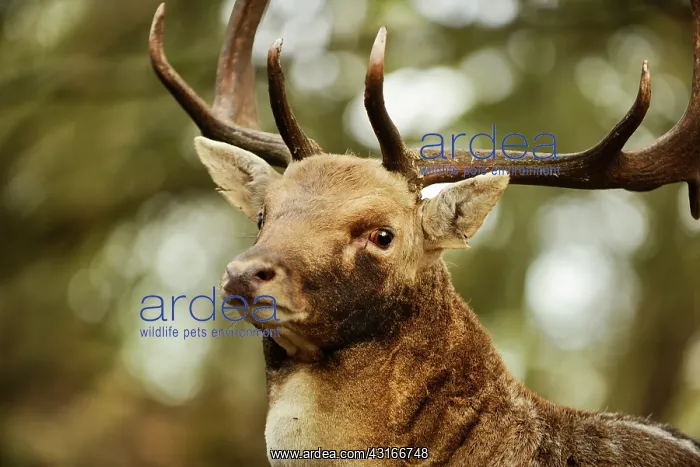 : Fallow Deer : Fallow Deer