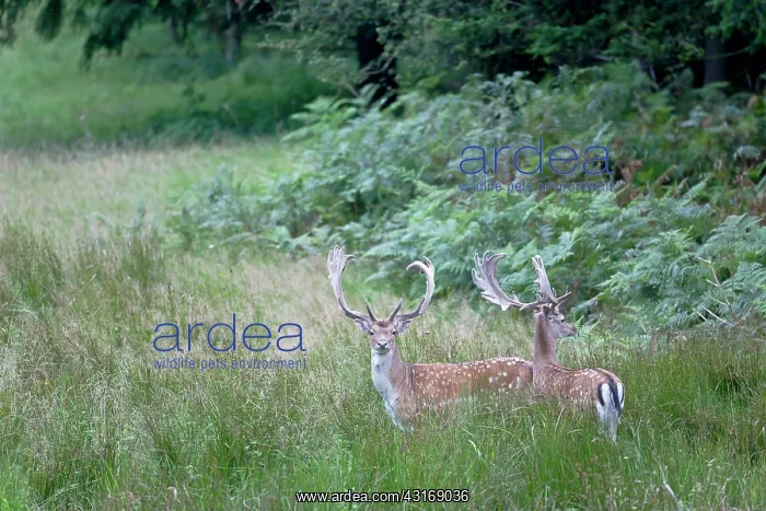 : Fallow Deer : Fallow Deer