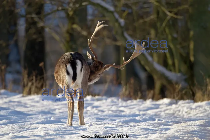 : Fallow Deer : Fallow Deer