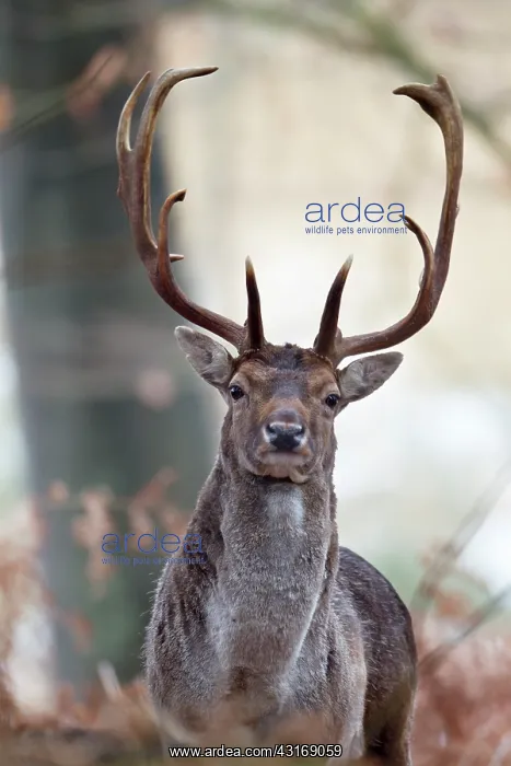 : Fallow Deer : Fallow Deer