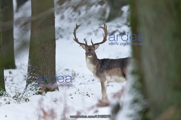 : Fallow Deer : Fallow Deer