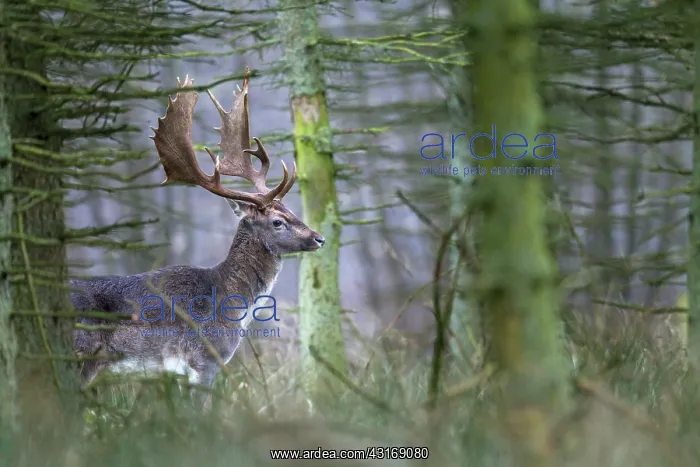: Fallow Deer : Fallow Deer