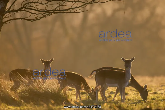: Fallow Deer : Fallow Deer