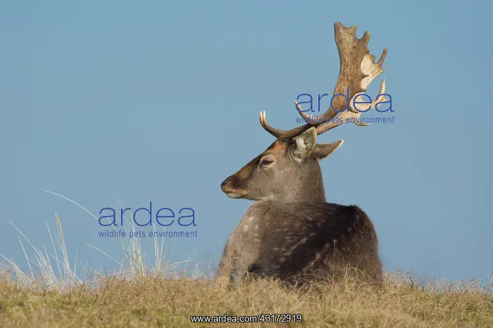 : Fallow Deer : Fallow Deer