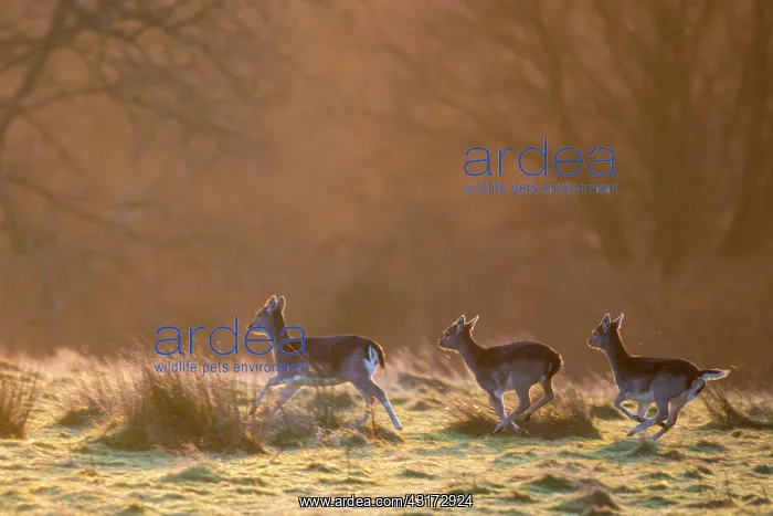 : Fallow Deer : Fallow Deer