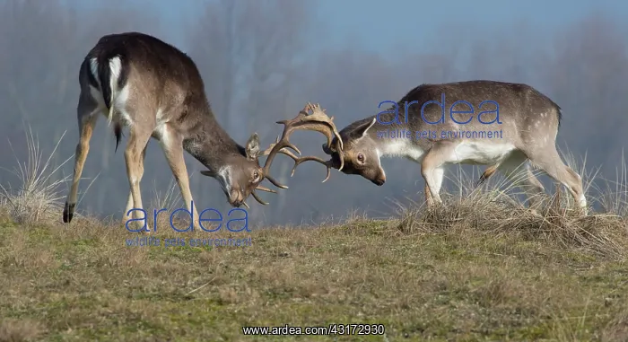 : Fallow Deer : Fallow Deer