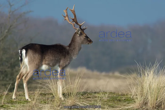 : Fallow Deer : Fallow Deer