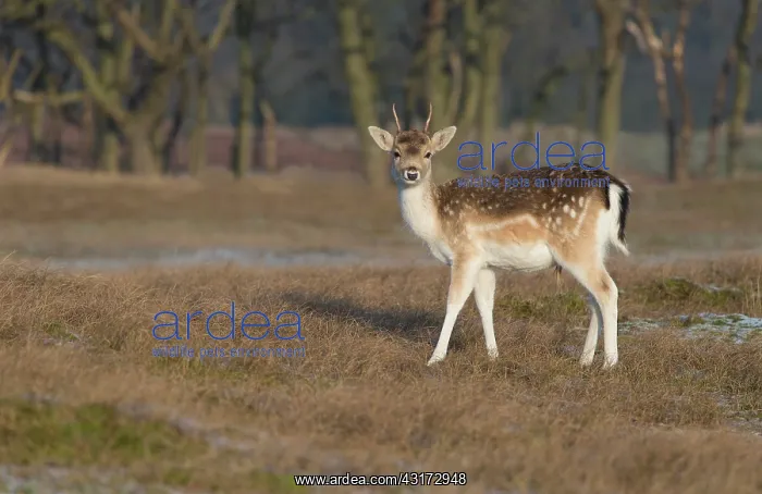 : Fallow Deer : Fallow Deer