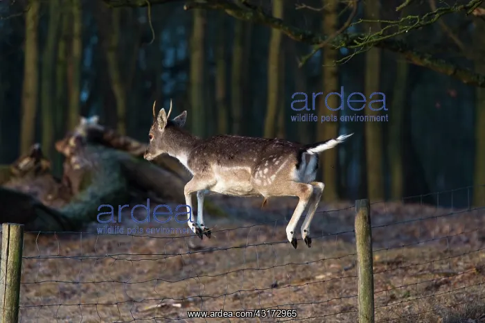 : Fallow Deer : Fallow Deer