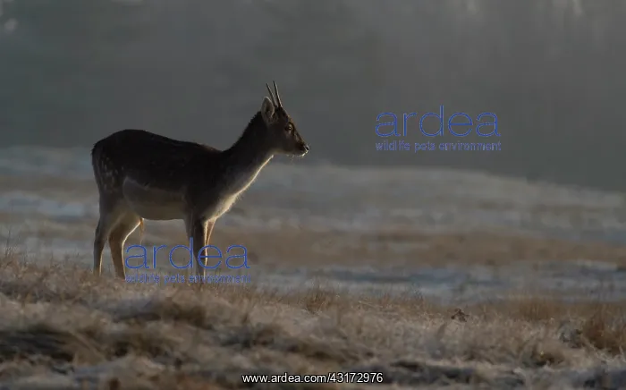 : Fallow Deer : Fallow Deer