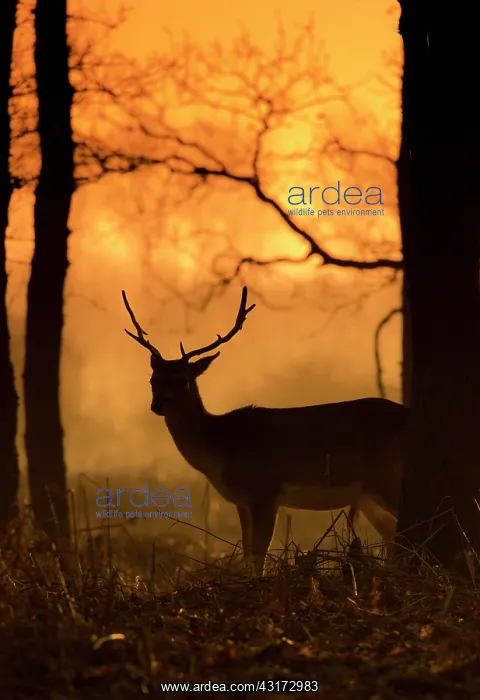 : Fallow Deer : Fallow Deer