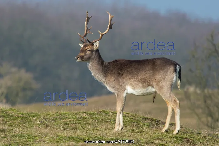 : Fallow Deer : Fallow Deer