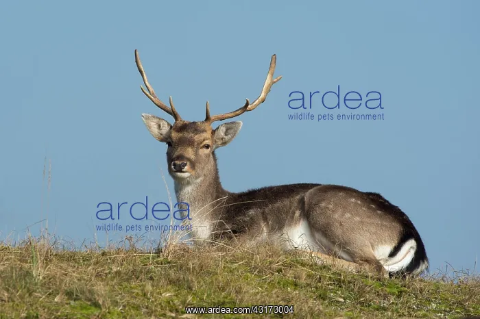 : Fallow Deer : Fallow Deer