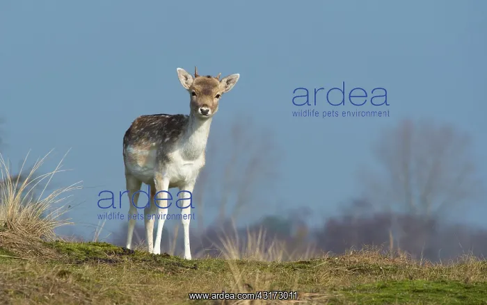 : Fallow Deer : Fallow Deer